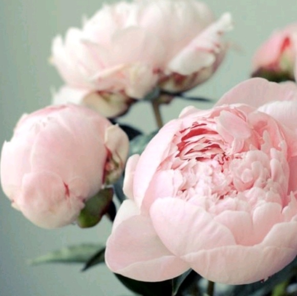 pinkpeony22